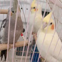 دو تا عروس هلندی گمشده