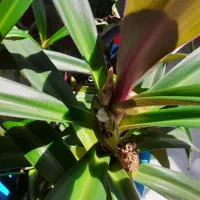 گل های زیبا آپارتمانی