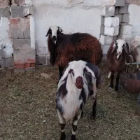 سلام قوچ فروشی