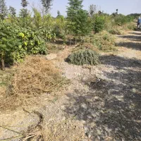 باغچه250متری