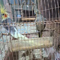 فروش طوطی عروس