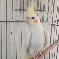 عروس هلندی چشم قرمز۴ماهه