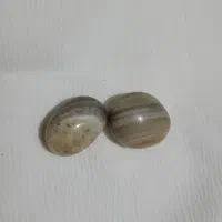 مهره برد.