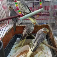 عروس هلندی|پرنده|تهران, حکیمیه|دیوار