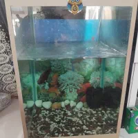 آکواریوم ۶ میل