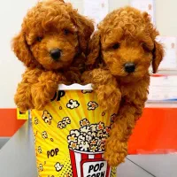 توی پودل / ردلایت / درجه کیفی+A