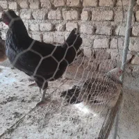 مرغ محلی|حیوانات مزرعه|پیشوا, |دیوار