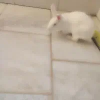 خرگوش چشم قرمز|موش و خرگوش|گلبهار, شهر جدید گلبهار|دیوار