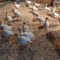 جوجه بوقلمون بیوتی شرکت زرین|حیوانات مزرعه|سبزوار, توحیدشهر|دیوار