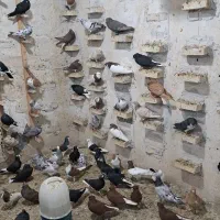 دسته کفتر واسه فروش ویس مویلحه