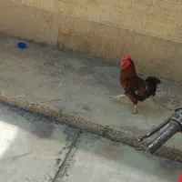 مرغ و خروس