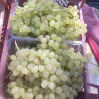 انگور عسگری تازه از باغ شیراز