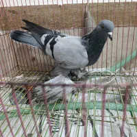 ترکیه بازی دار کبوتر|پرنده|ملکان, |دیوار