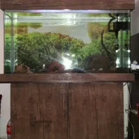 اکواریوم شیشه خم