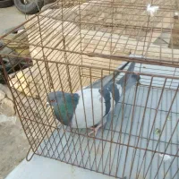 کفتر سبز پرشی  عطیقه|پرنده|قرچک, باقرآباد|دیوار