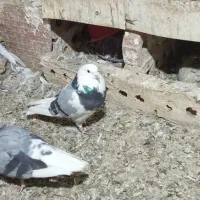 کبوتربلندپرواز|پرنده|هریس, |دیوار