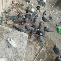 فروش بوقلمون در سایزهای مختلف|حیوانات مزرعه|سپیدان, |دیوار