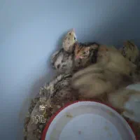 جوجه محلی و بلدرچین