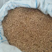 گندم بذری 1500کیلو