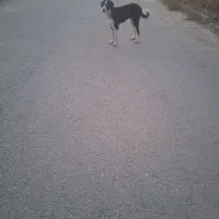 واگذاری سگ خارجی