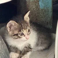 واگذاری بچه گربه