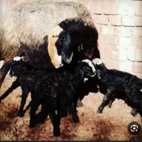 دو.یسـ.ــت راس ship گوسفند چـنــدقلــوزا ارسالی