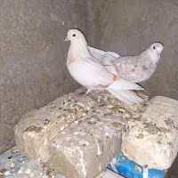 کفتر دم سیاه|پرنده|میمه, |دیوار