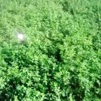 بیده  یونجه