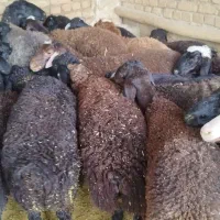 گوسفند زنده شهریار ،نسیم شهر، باغستان