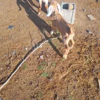 سلام گیسه  با دو کهره