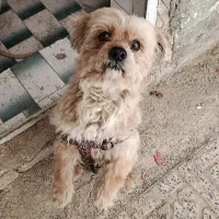 سگ پا کوتاه واگذاری