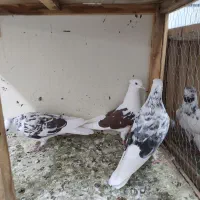 کبوتر کفتر|پرنده|خرمدره, |دیوار