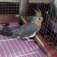 عروس هلندی نر