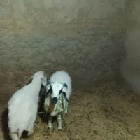 بره
