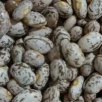 لوبیا چیتی ارتشی|خوردنی و آشامیدنی|اهواز, بهارستان|دیوار
