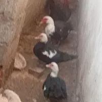 اردک اسراییلی عروس هلندی