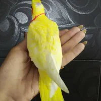 جوجه لوتینو کاملا زعفرونی|پرنده|شیراز, دروازه قران|دیوار