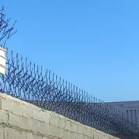 حفاظ شاخ گوزنی