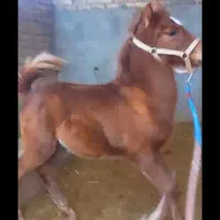 کره نر ۵ ماهه|اسب و تجهیزات اسب‌سواری|ساوه, |دیوار