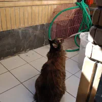 واگذاری بچه گربه نژاد مین کون|گربه|مشهد, دانشجو|دیوار