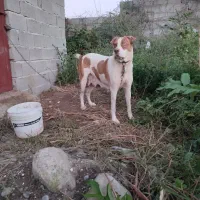 ماده سراب افغان اص