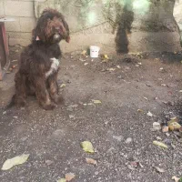 سگ موسیمی دنبلانی|سگ|دوزین, |دیوار