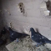 جوجه پلاکی مسافتی