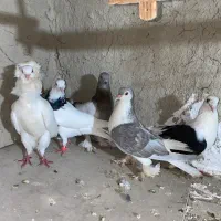 کبوتر