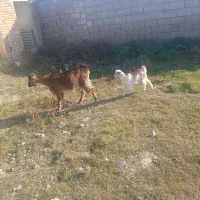 بز با بزغاله ماده