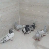 کبوتر|پرنده|شیراز, لاله|دیوار