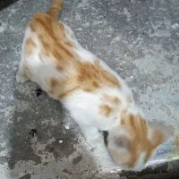 واگذاری سرپرستی گربه