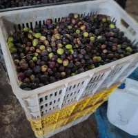 روغن زیتون فرابکر آربیکن|خوردنی و آشامیدنی|زاهدان, |دیوار