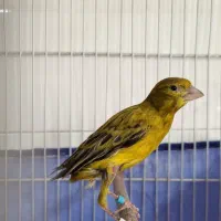 سهره و قناری|پرنده|کرمان, |دیوار