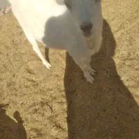 بزغاله سانن اصل